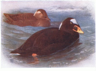 Surf Scoter by Archibald Thorburn